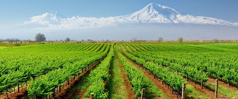 Armenia Vineyard LR